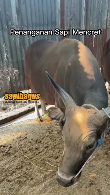 Penanganan-Sapi-Mencret